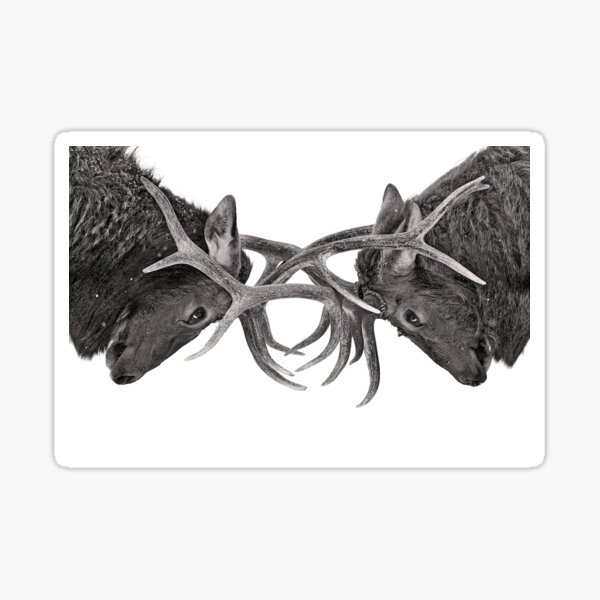 Eye to Eye - Elk fighting Sticker