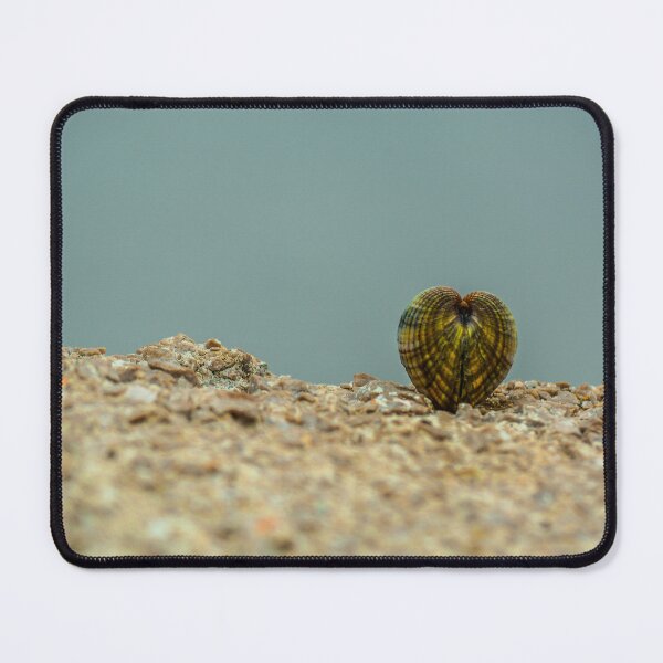 Item preview, Shells designed and sold by SzendeB.