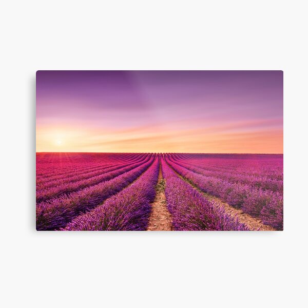 Lavender field and lonely tree. Provence Metal Print