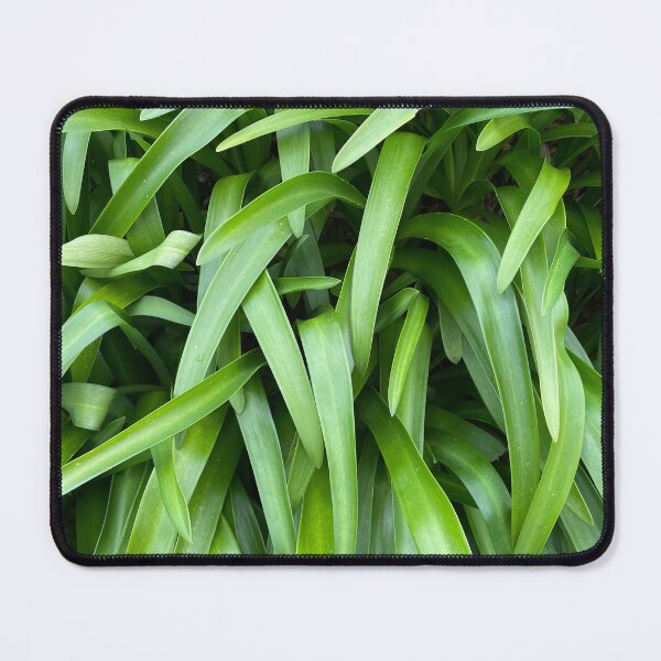 Item preview, Plant with long green leaves photo designed and sold by ray-designs-.