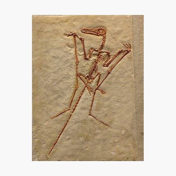 Artikel-Vorschau von Fossil-Bild des Pterodaktylus, designt und verkauft von MFinbowDesign.