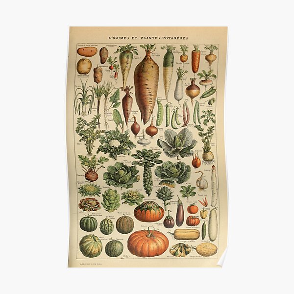 French Vintage Vegetables Poster
