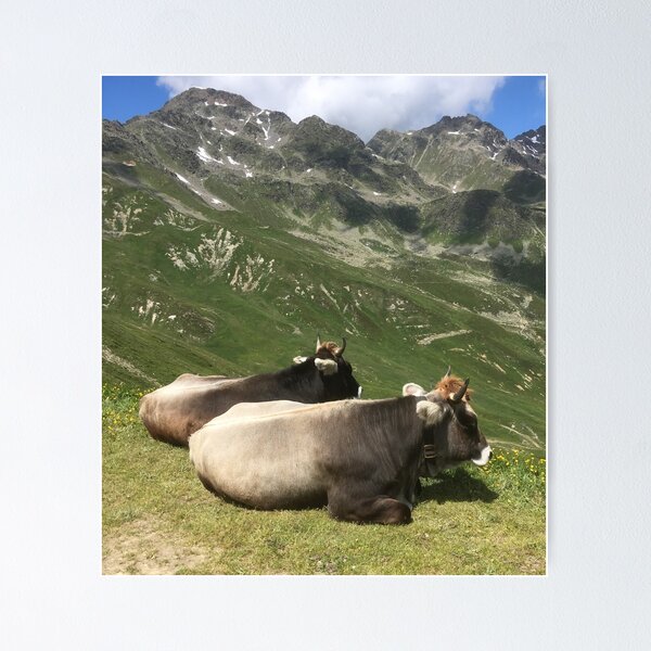 Item preview, Brown Swiss Cattle cows on an Austrian mountain designed and sold by ray-designs-.
