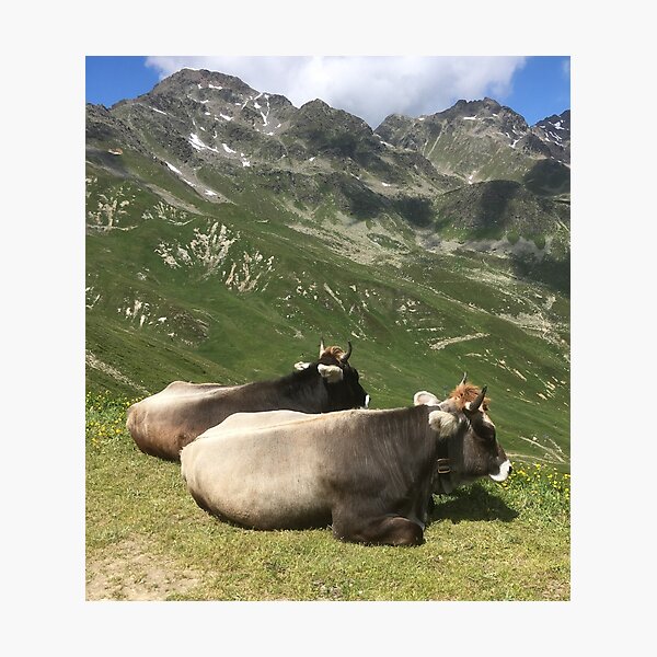 Item preview, Brown Swiss Cattle cows on an Austrian mountain designed and sold by ray-designs-.