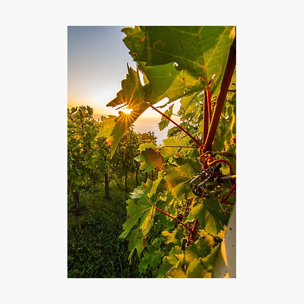 The Sun Rises Above The Vineyard Photographic Print