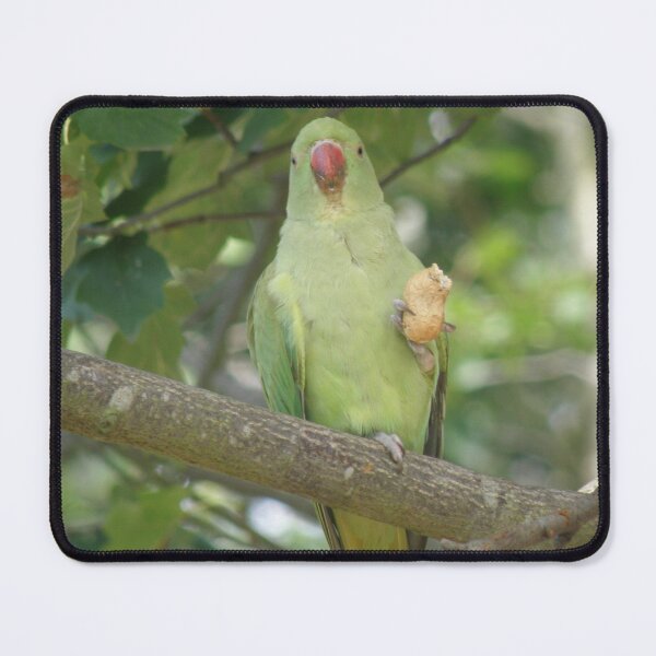 Item preview, Funny Ring Necked Parakeet and Peanut Photograph designed and sold by naturegallery.