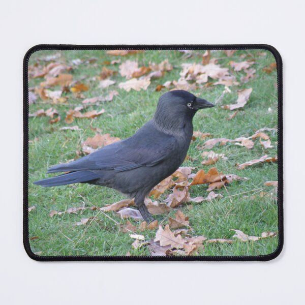 Item preview, Cheeky Little Jackdaw Photograph designed and sold by naturegallery.