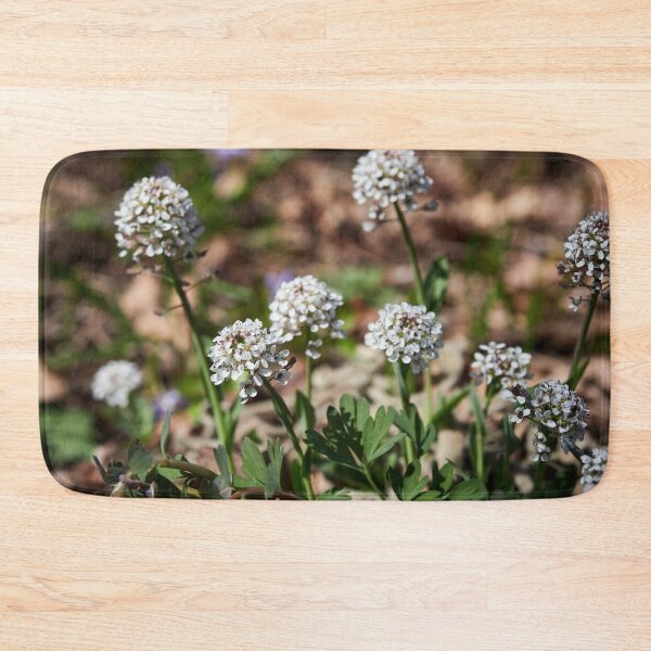 Item preview, Showing the balls. Alpine pennygrass designed and sold by Jouko Lehto Photography.