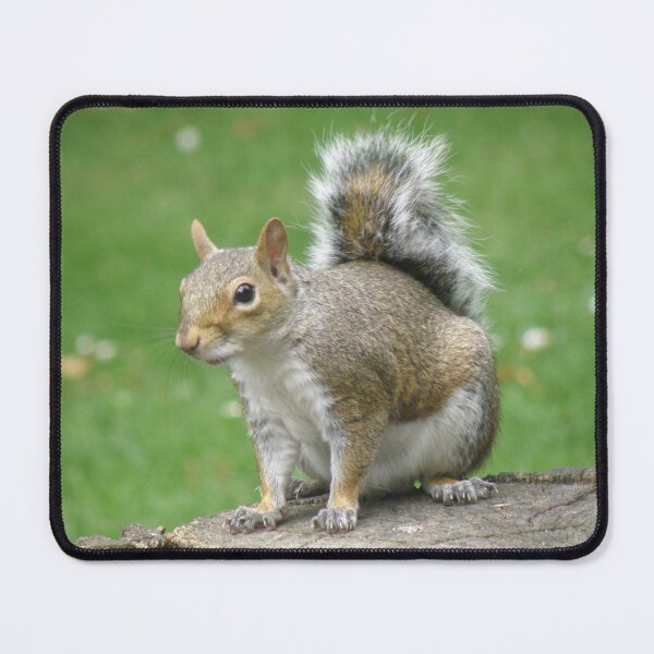 Item preview, Grey Squirrel on a Log Photograph designed and sold by naturegallery.