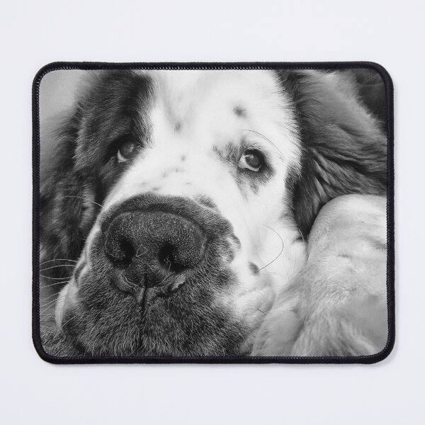 Item preview, Black and white Beautiful Saint Bernard puppy relaxing designed and sold by HaleyRedshaw.