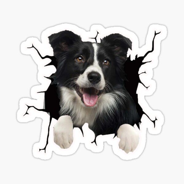 Border Collie Dog Stickers for Sale, Free US Shipping