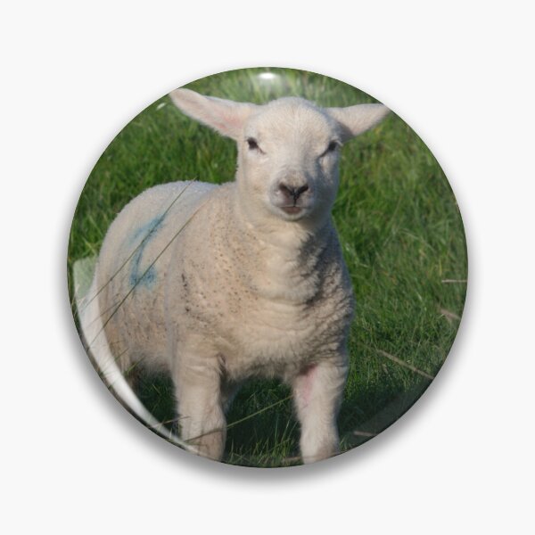 Item preview, Inquisitive Lamb. designed and sold by GingerMan2550.