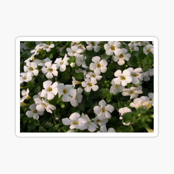 Bacopa Abunda Giant White Pretty Flowers Sticker