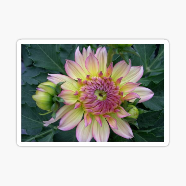 Dahlia Gallery Pablo Pretty Flowers Sticker
