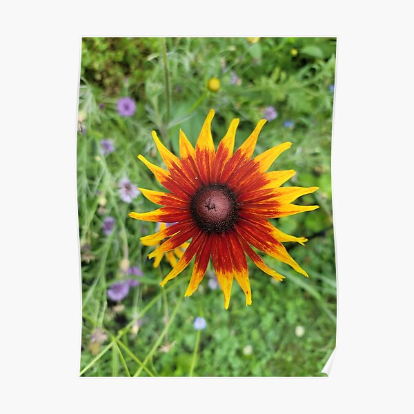 "Marmalade Black Eyed Susan" Poster for Sale by zyxyellowxyz Redbubble