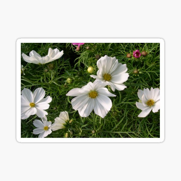 Cosmos Sonata White Pretty Flowers Sticker