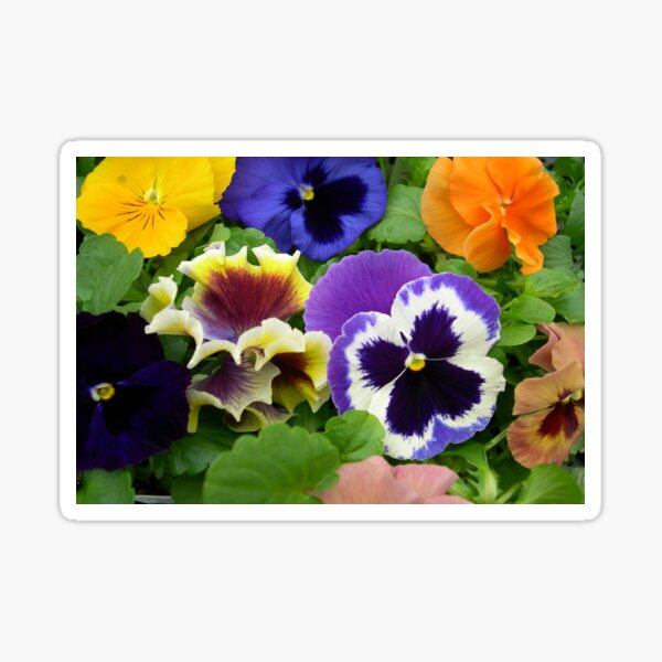 Pansy Masterpiece Mix Pretty Flowers Sticker