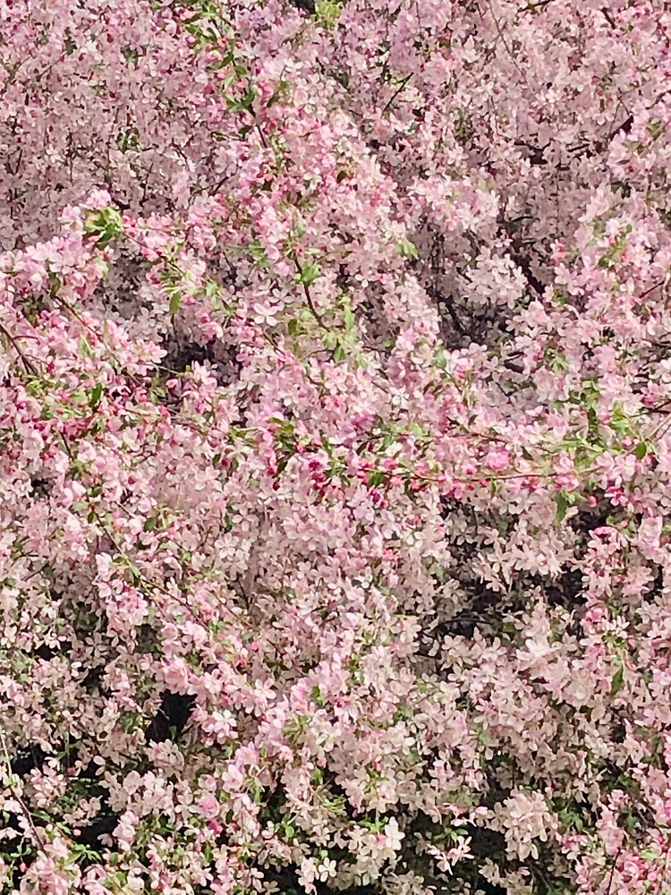 "Kaido Crab Apple " Sticker for Sale by MsLoweJaye Redbubble