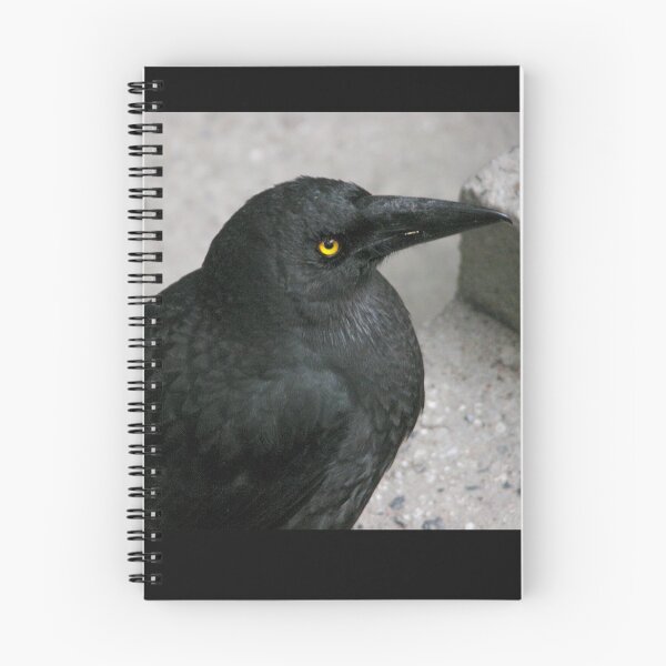 Item preview, Currawong at Waldheim Cabin, Cradle Mountain, Tasmania, Australia. designed and sold by kaysharp.