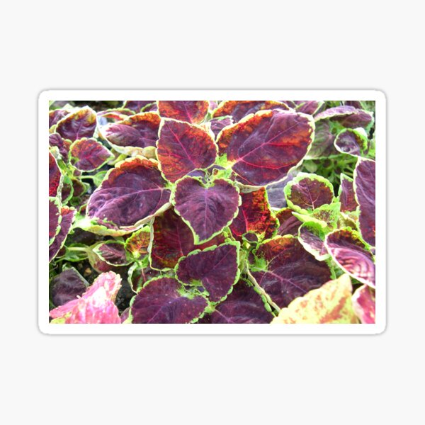 Coleus Dipped In Wine Pretty Flowers Sticker
