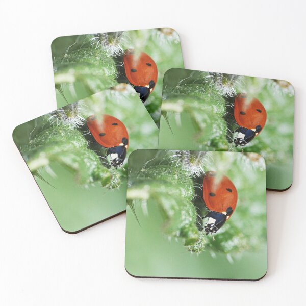 Item preview, the Star :(6) coccinelle-ladybug by Olao-Olavia / Okaio Créations 2015 by fz 1000  400.000 photos  framings different picture on request on each support designed and sold by o.okaïo.