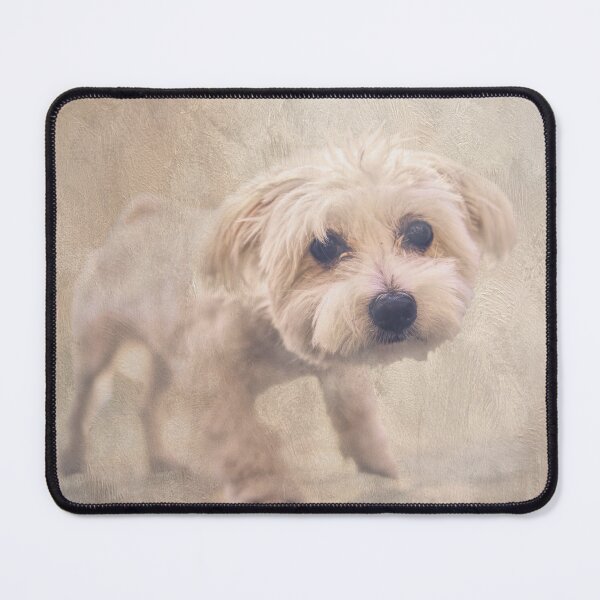 Item preview, Bichon Frise designed and sold by Elisabeth Lucas.