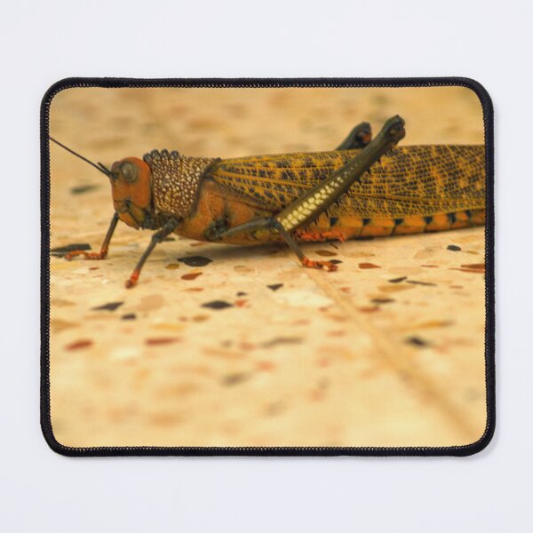 Item preview, kll hopper designed and sold by pcfyi.
