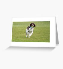 English Springer Spaniel Greeting Card