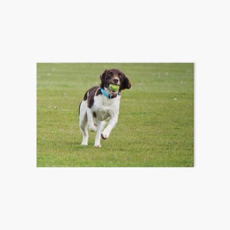 Artikel-Vorschau von Englischer Springer Spaniel, designt und verkauft von Anne Staub.