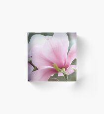 Magnolienblüte Acrylblock