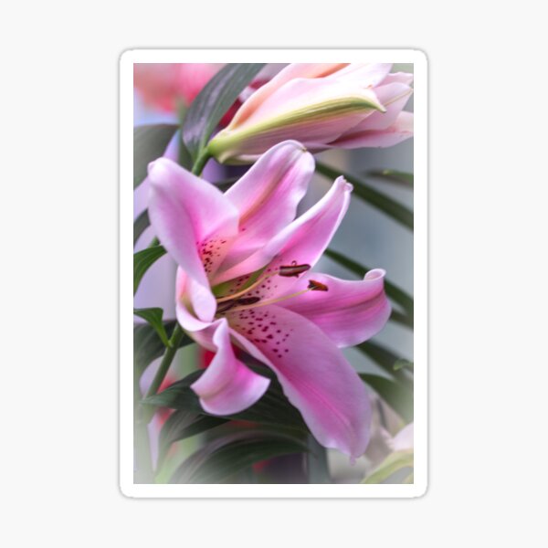 Lily Dressed in Pink Sticker