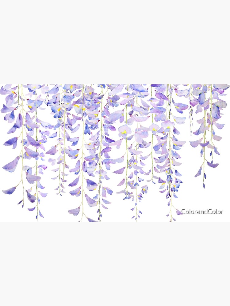 purple wisteria in bloom watercolor 2021 by ColorandColor