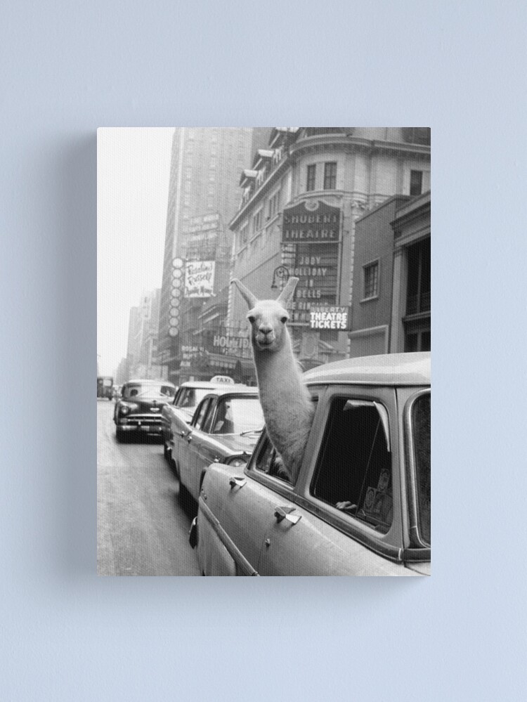 Canvas Print, Lama - NYC designed and sold by -fdp-