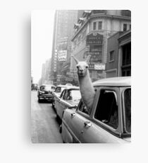 Lama - NYC Canvas Print