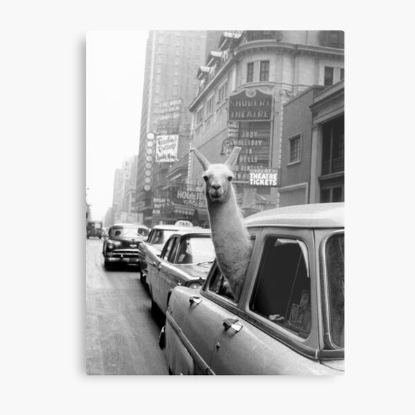 Lama - NYC Metal Print
