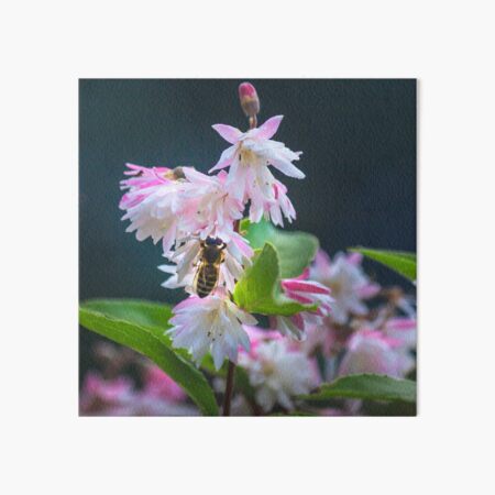 Scent of Spring Art Board Print