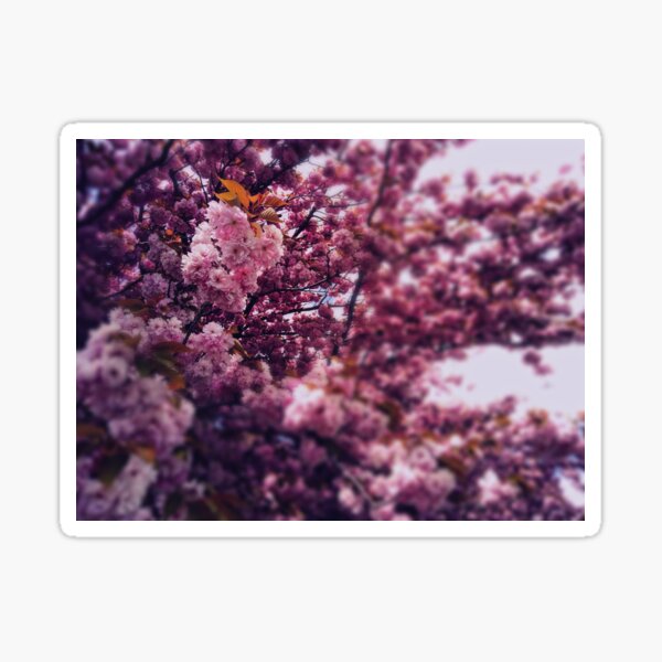 Cherry Tree Sticker