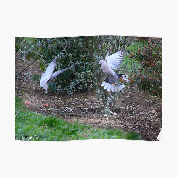 Aimer Posters Redbubble