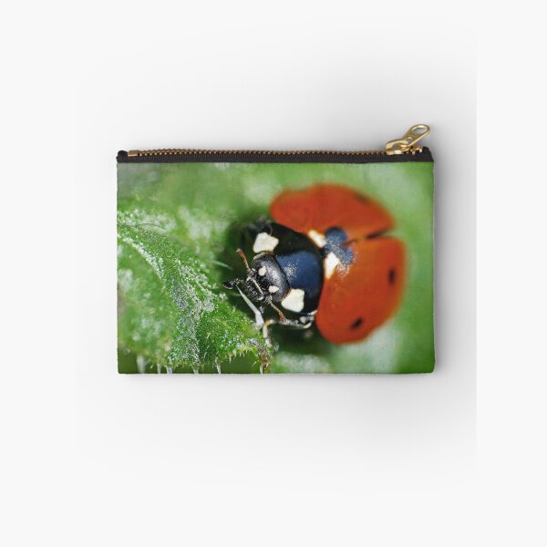 Item preview, the Star :(3) coccinelle-ladybug by Olao-Olavia / Okaio Créations 2015 by fz 1000  400.000 photos  framings different picture on request on each support designed and sold by o.okaïo.