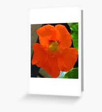 Bright Nasturtium............ Greeting Card
