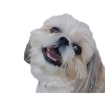 Imagen de la obra Shih Tzu de Lindsey Moore