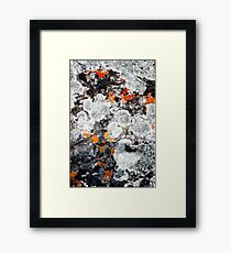 Orange and Grey Lichen #1 Framed Print