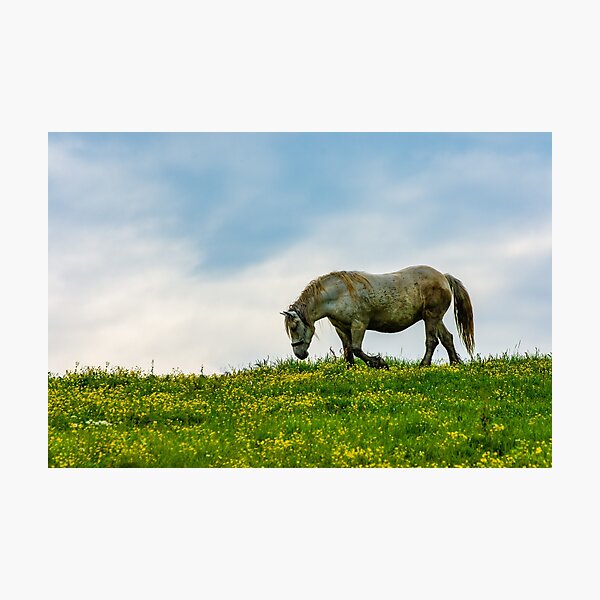 A Beautiful Walking Horse Photographic Print