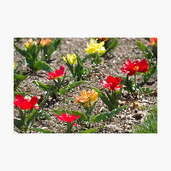 Red Orange Yellow Flowers in Garden Photographic Print