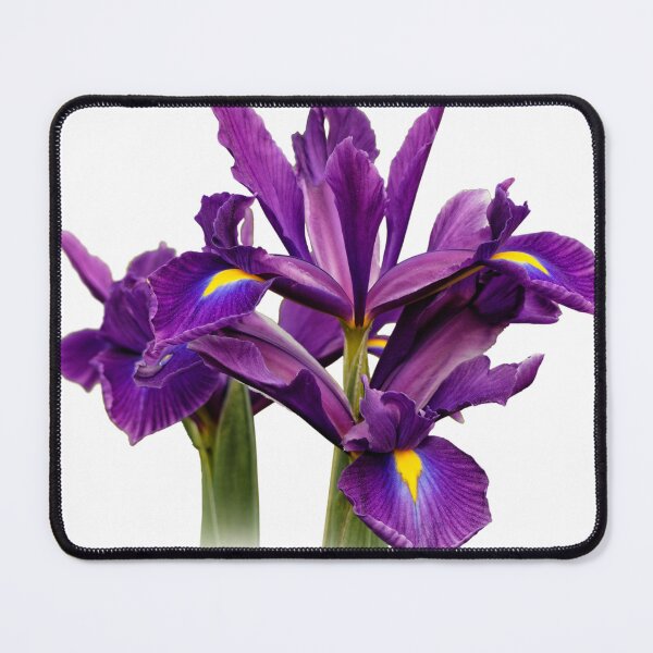 Item preview, Elegant Dutch Iris Purple Sensation designed and sold by walkswithnature.