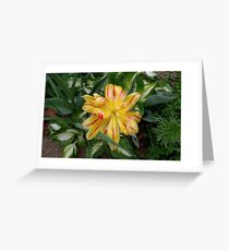 Overbloomed Red and Yellow Tulip Greeting Card