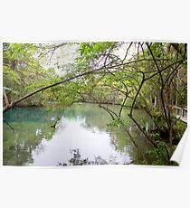 Homosassa Springs Poster