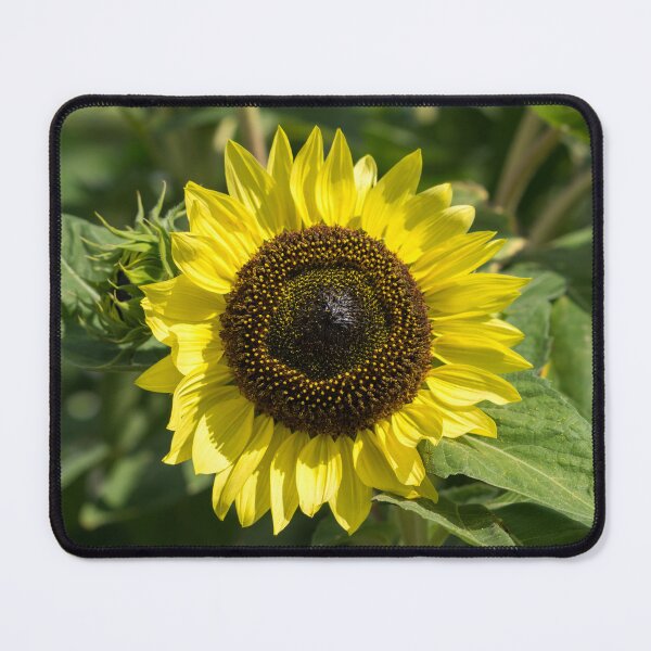 Item preview, One Sunshiny Sunflower - the Splendid National Flower of Ukraine designed and sold by Georgia Mizuleva.