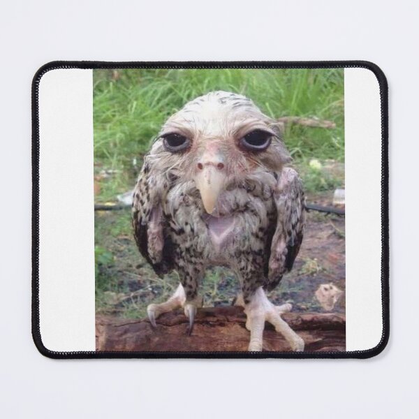 Item preview, wet lemont owl meme designed and sold by fabmemez ⭐⭐⭐⭐⭐.