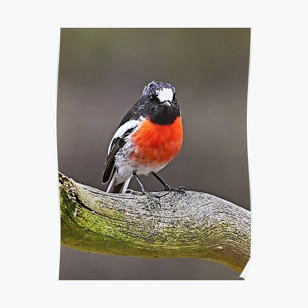 Scarlet Robin Poster